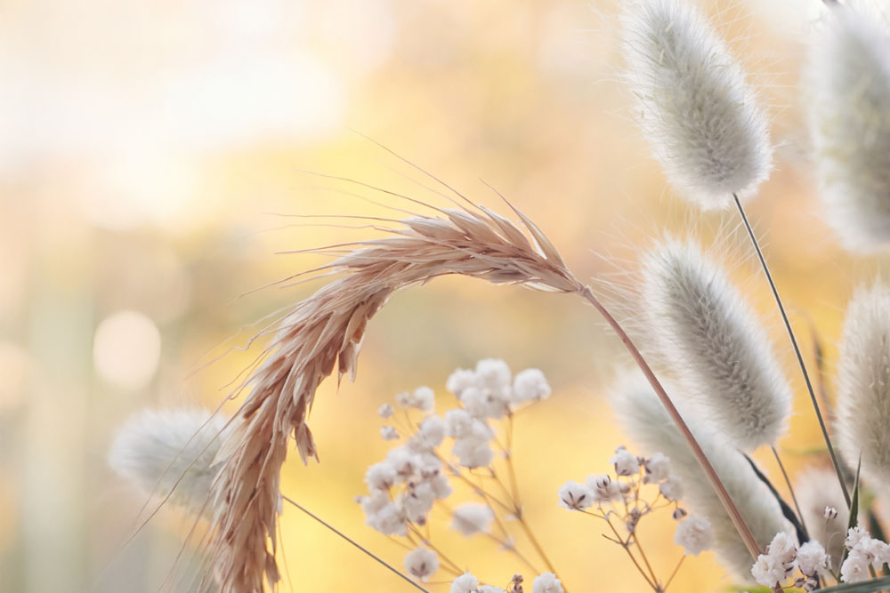 Seasonal Treatments Seasonal Treatments